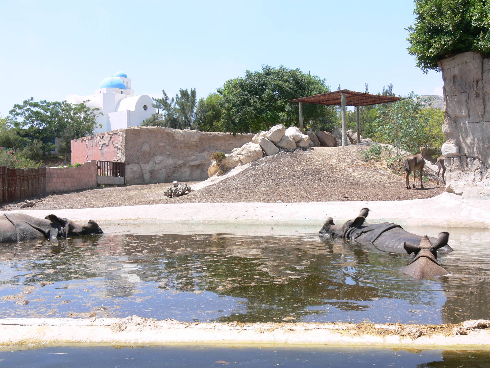 Rhino Exhibit at Terra Natura, 03/08/14