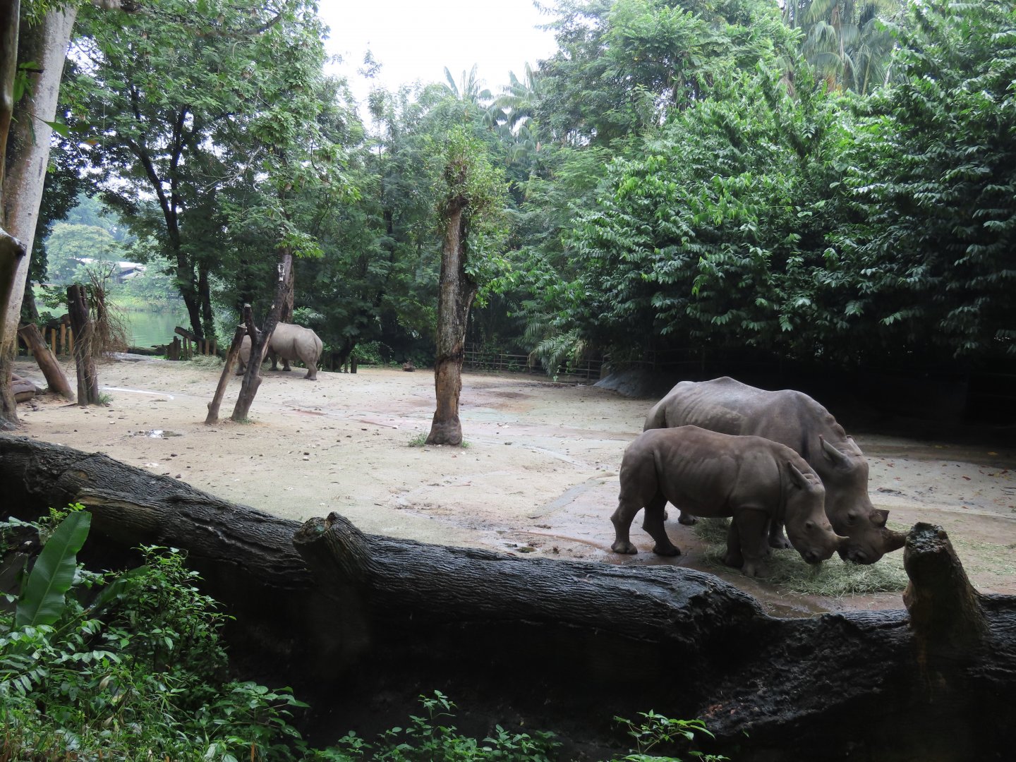 Rhino exhibit