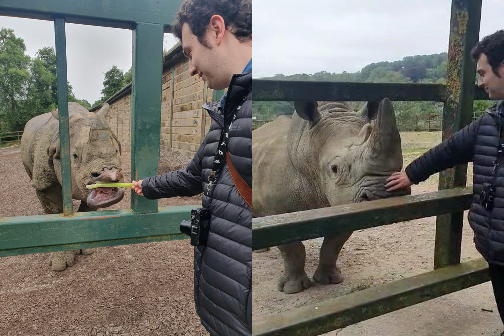 Rhino experience