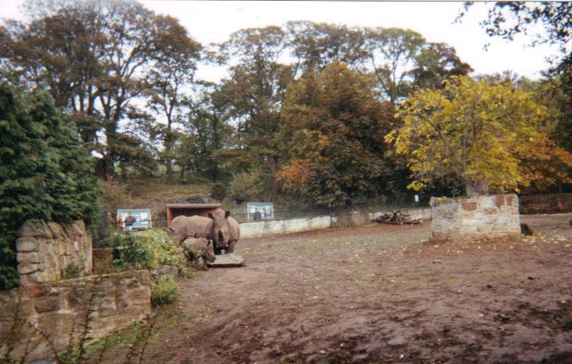 Rhino family October 1991