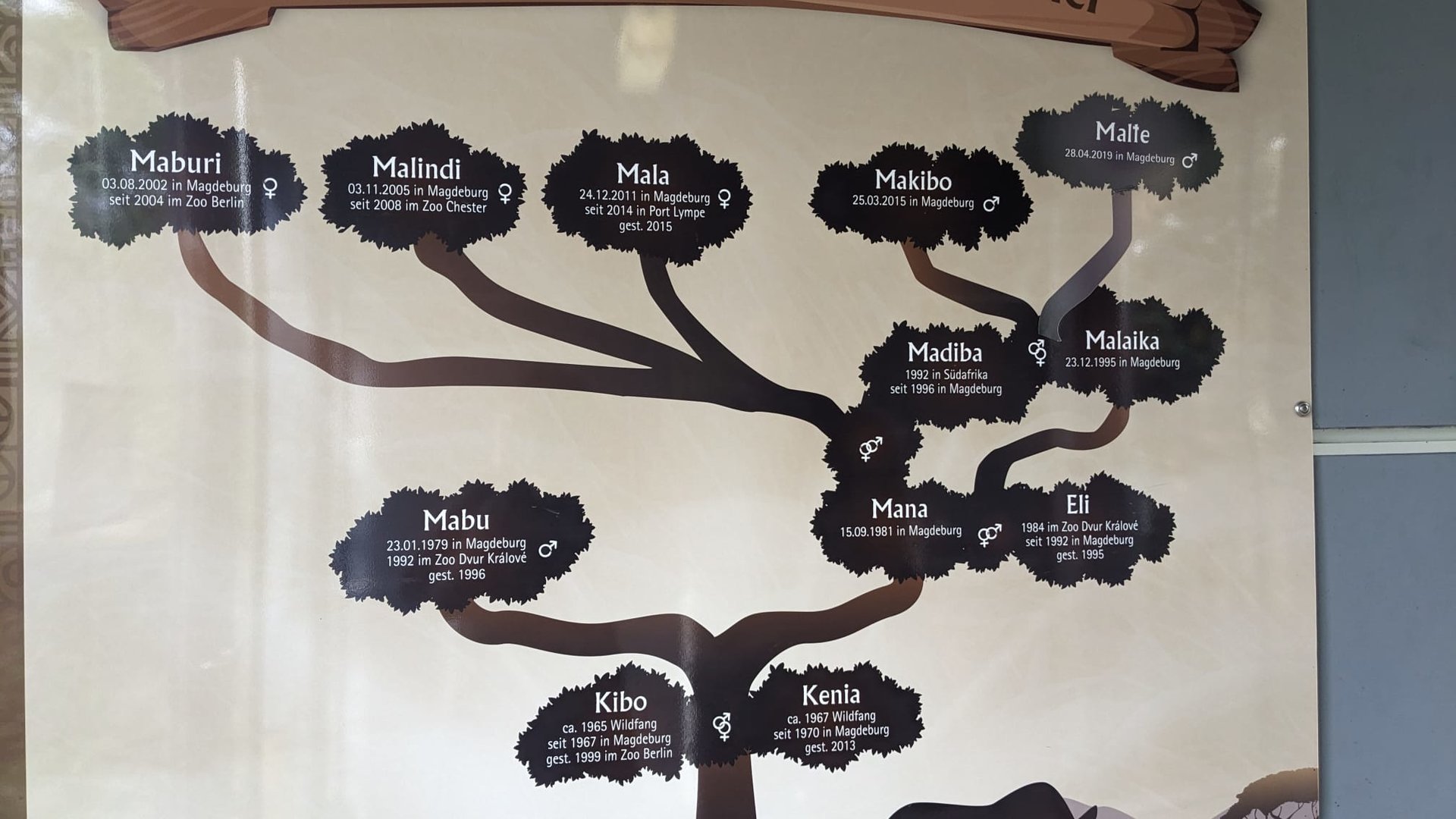 Rhino Family Tree