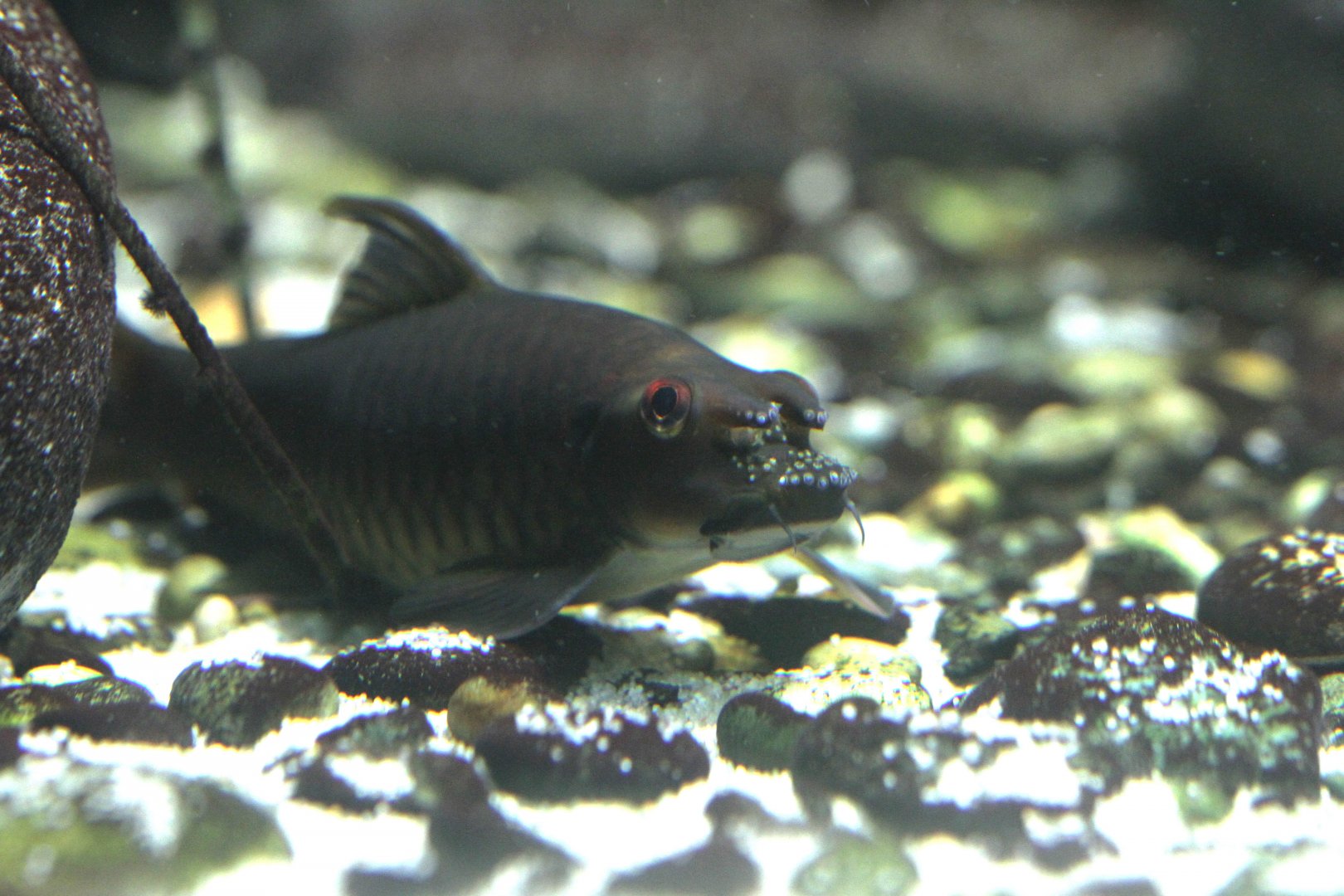 Rhino garra (Garra bicornuta)