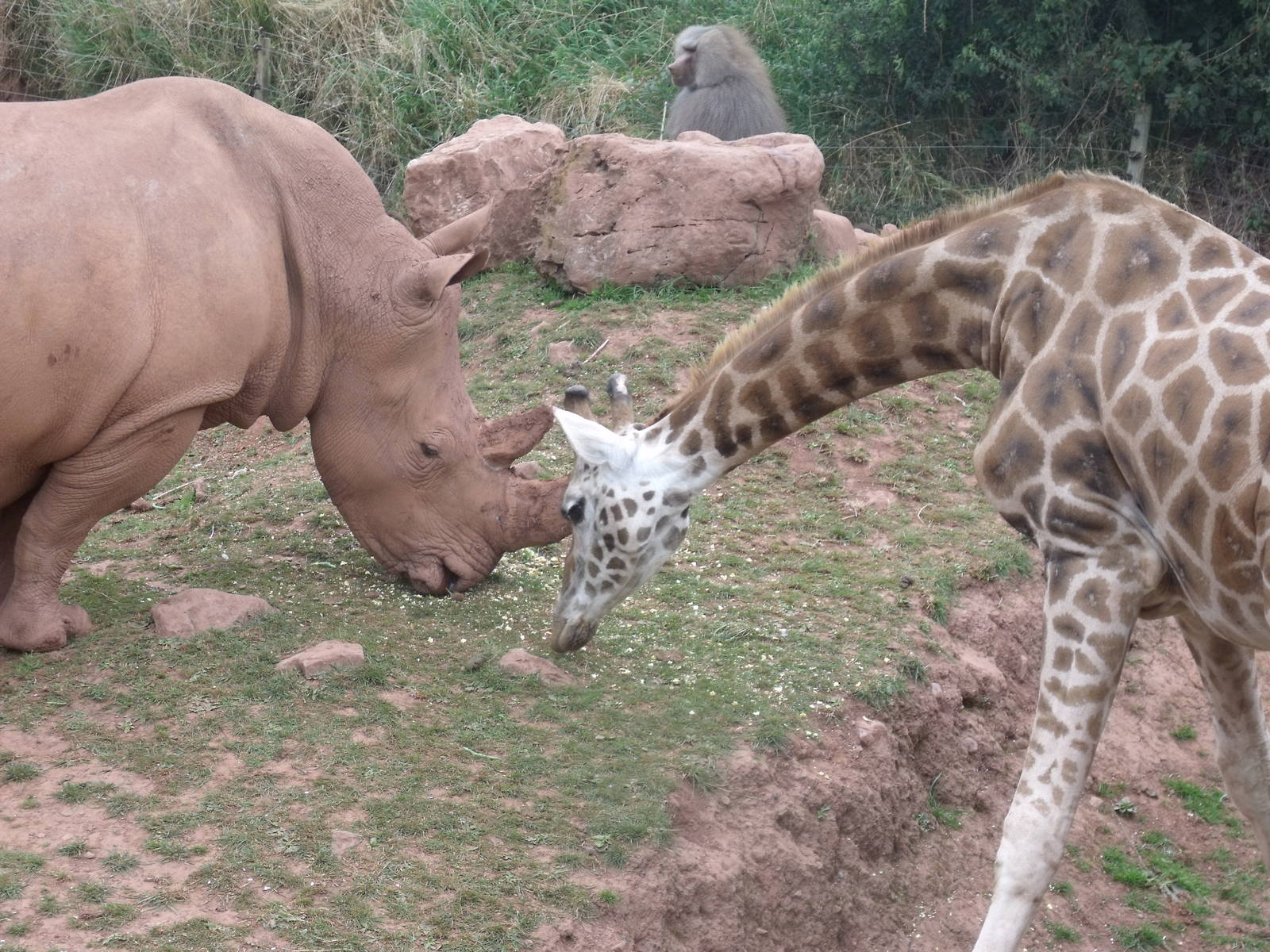 Rhino, giraffe and Hamadryas baboon
