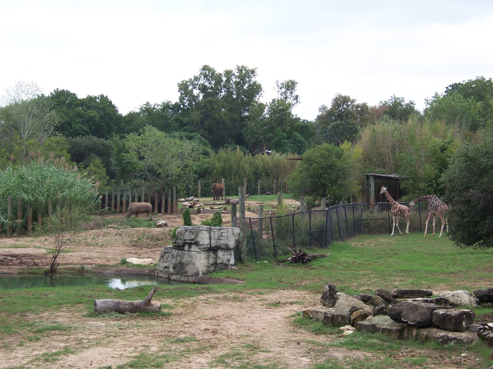 Rhino, Giraffe, Elephant