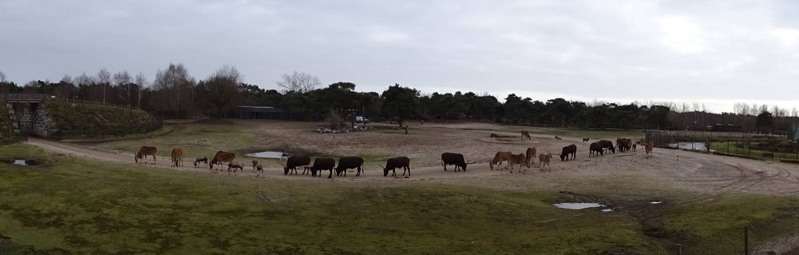 Rhino/hoofstock enclosure