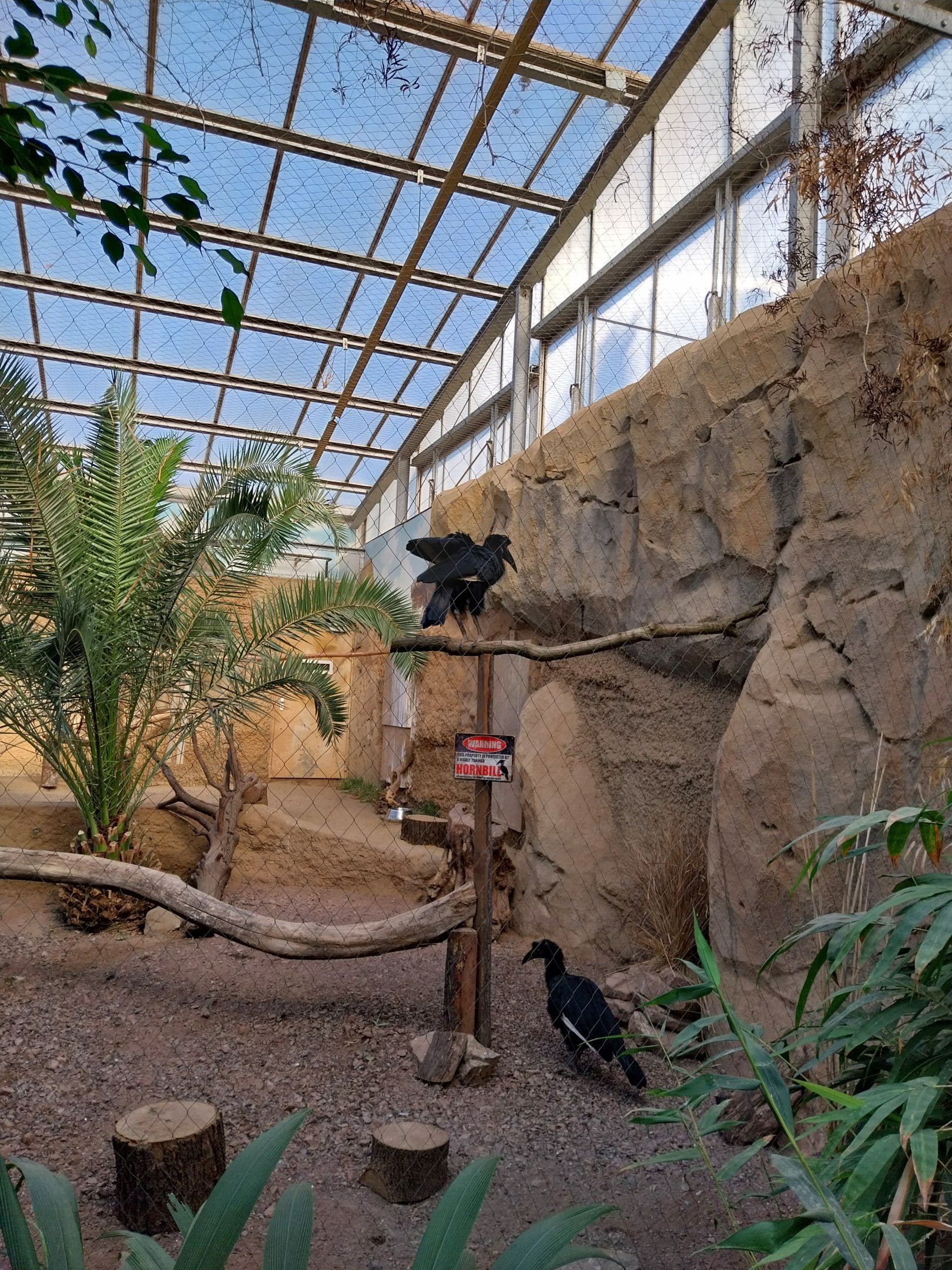 Rhino House - Abyssinian Ground Hornbill (Bucorvus abyssinicus)
