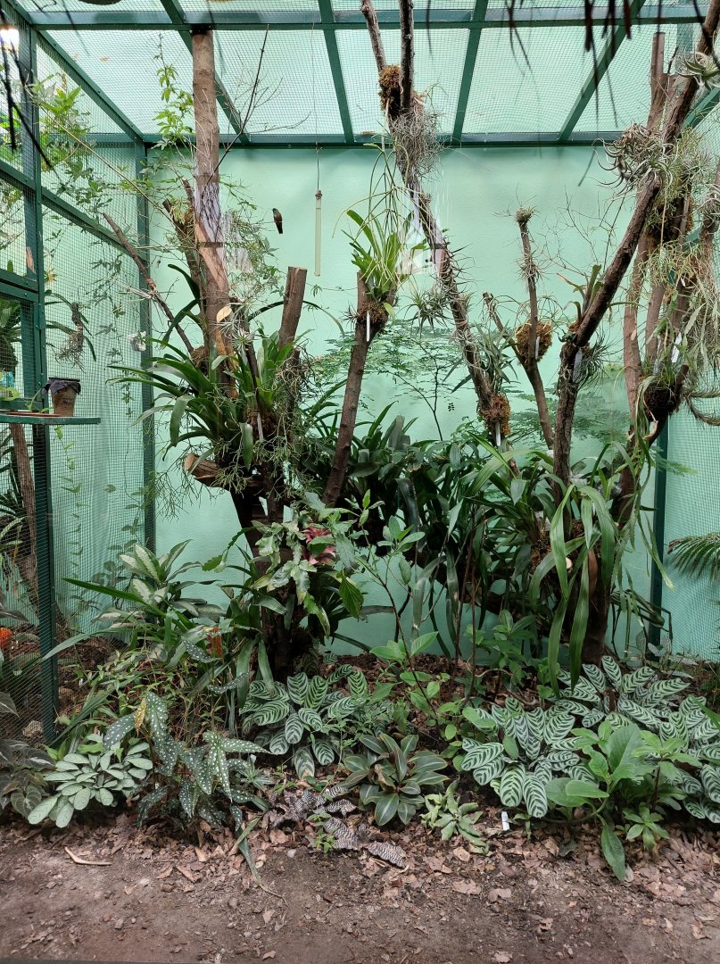 Rhino house - Amazilia hummingbird aviary