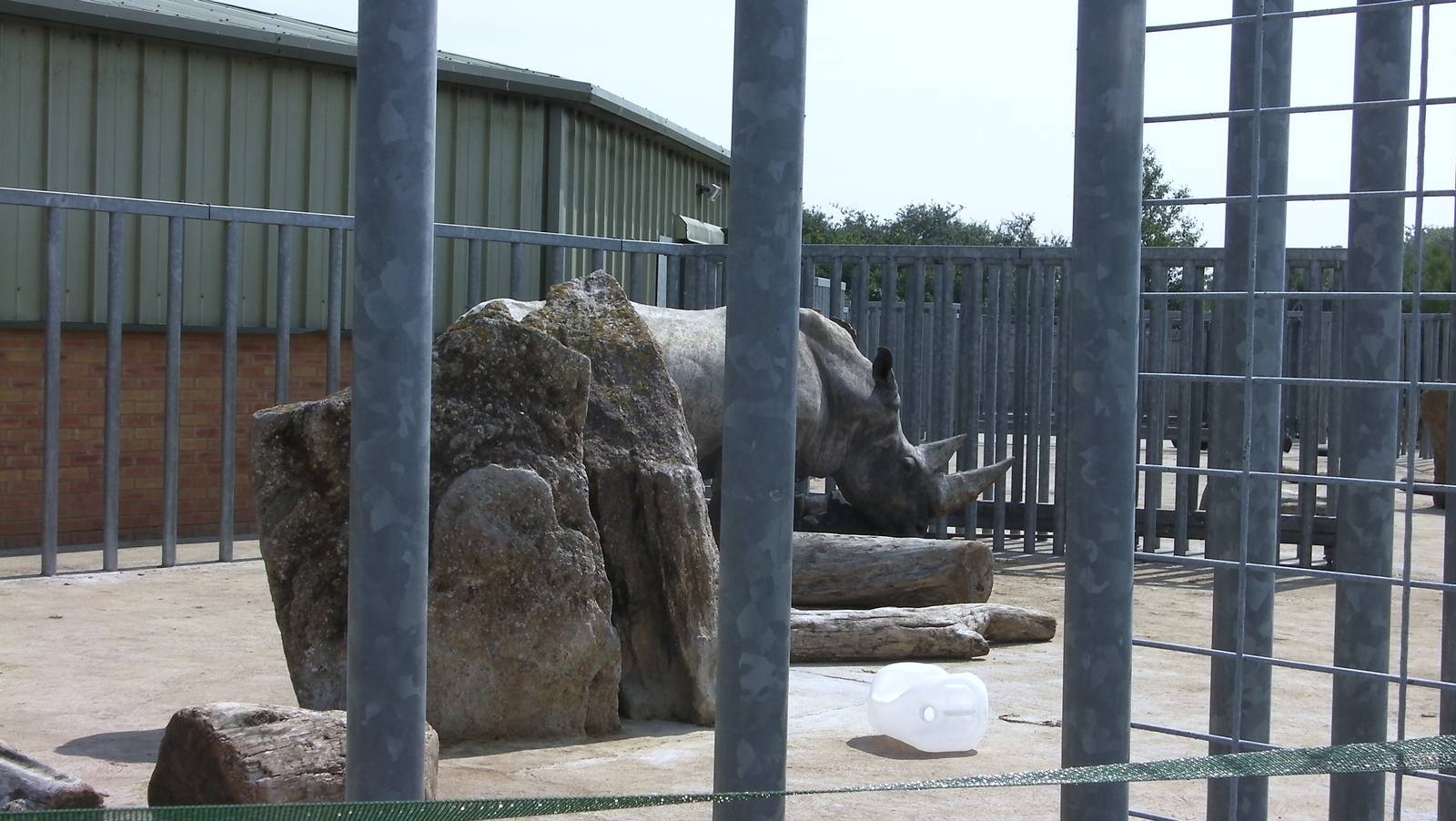Rhino House and Outside Yard - 02.08.2011