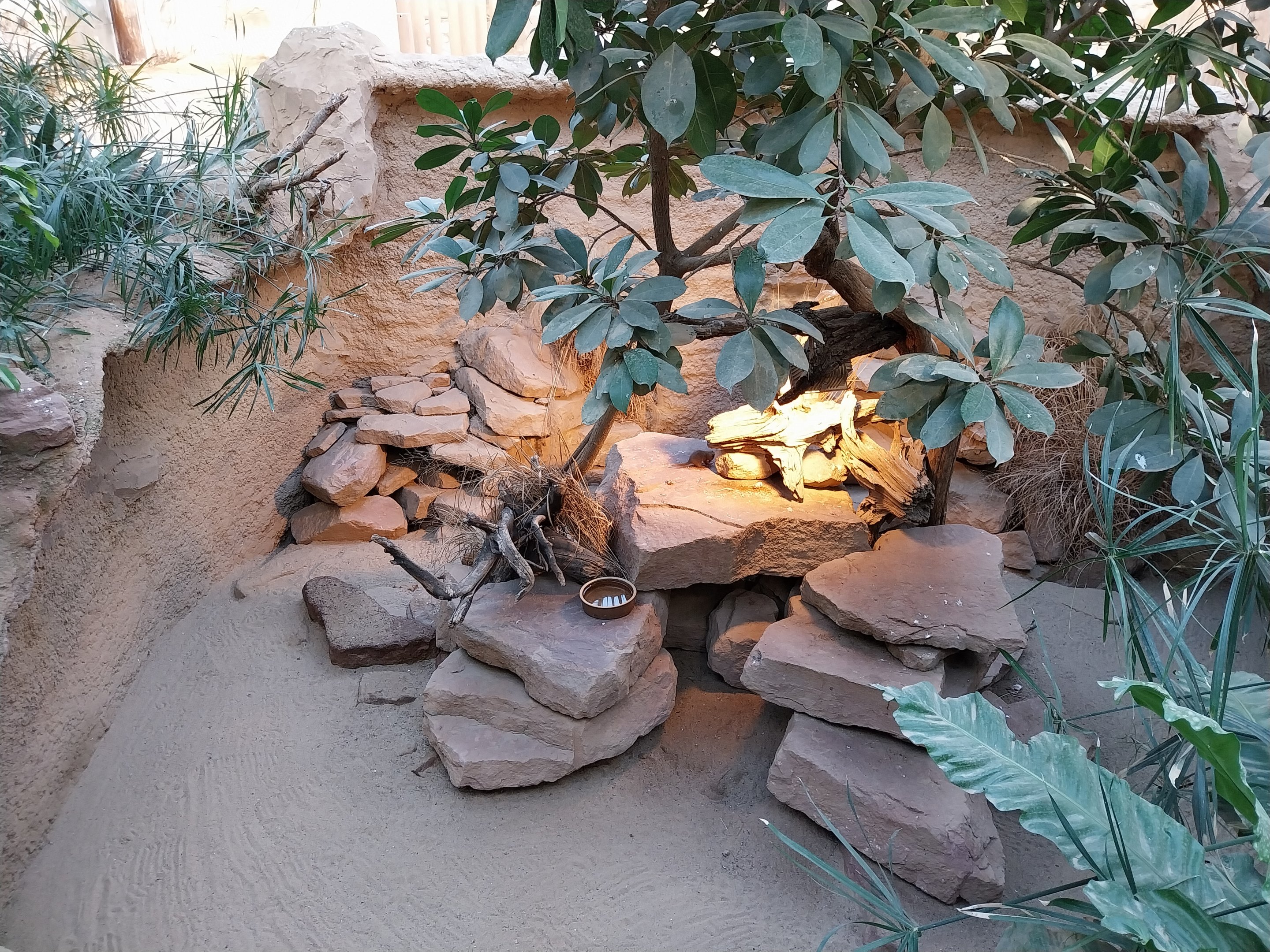 Rhino House - Dwarf Mongoose (Helogale parvula)