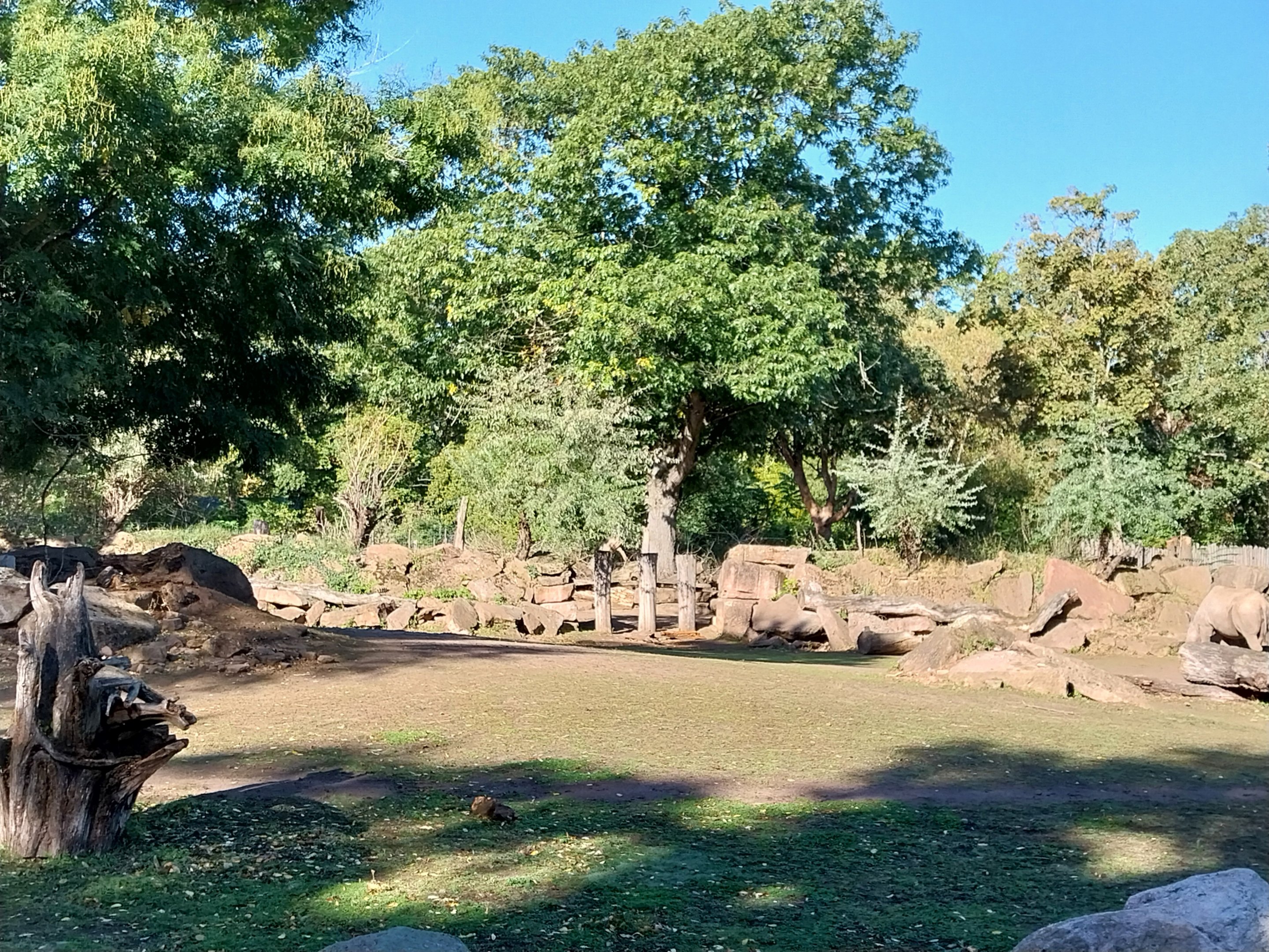 Rhino House - Eastern Black Rhinoceros (Diceros bicornis michaeli)