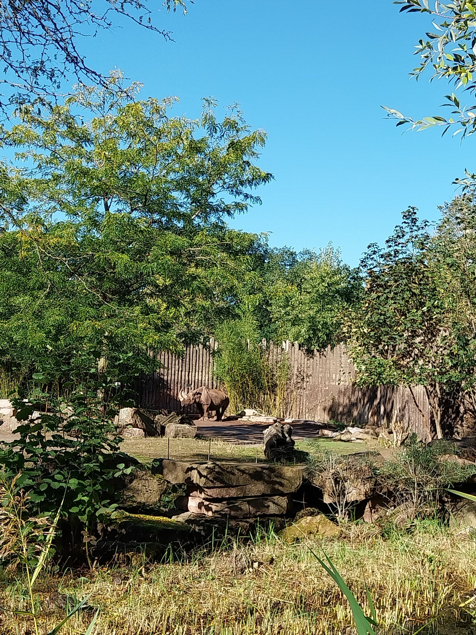 Rhino House - Eastern Black Rhinoceros (Diceros bicornis michaeli)