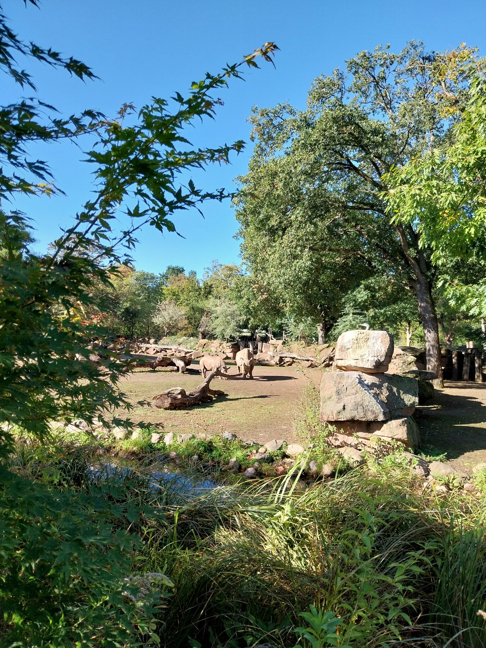 Rhino House - Eastern Black Rhinoceros (Diceros bicornis michaeli)