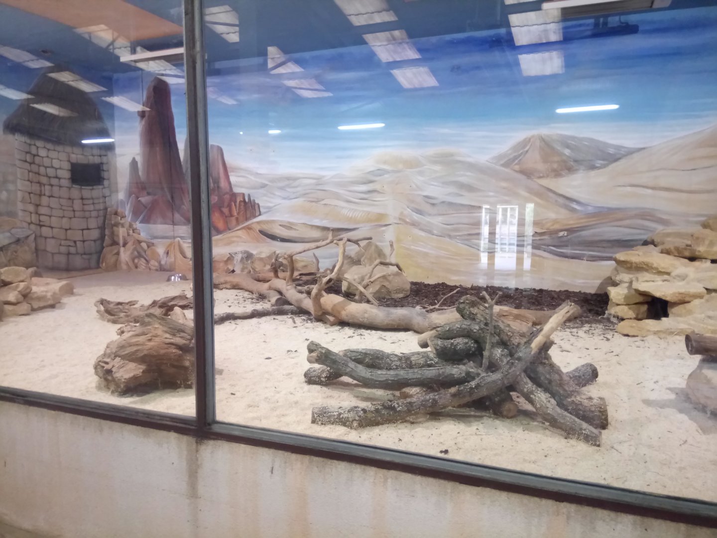 Rhino House : Fennec Fox Indoor Exhibit