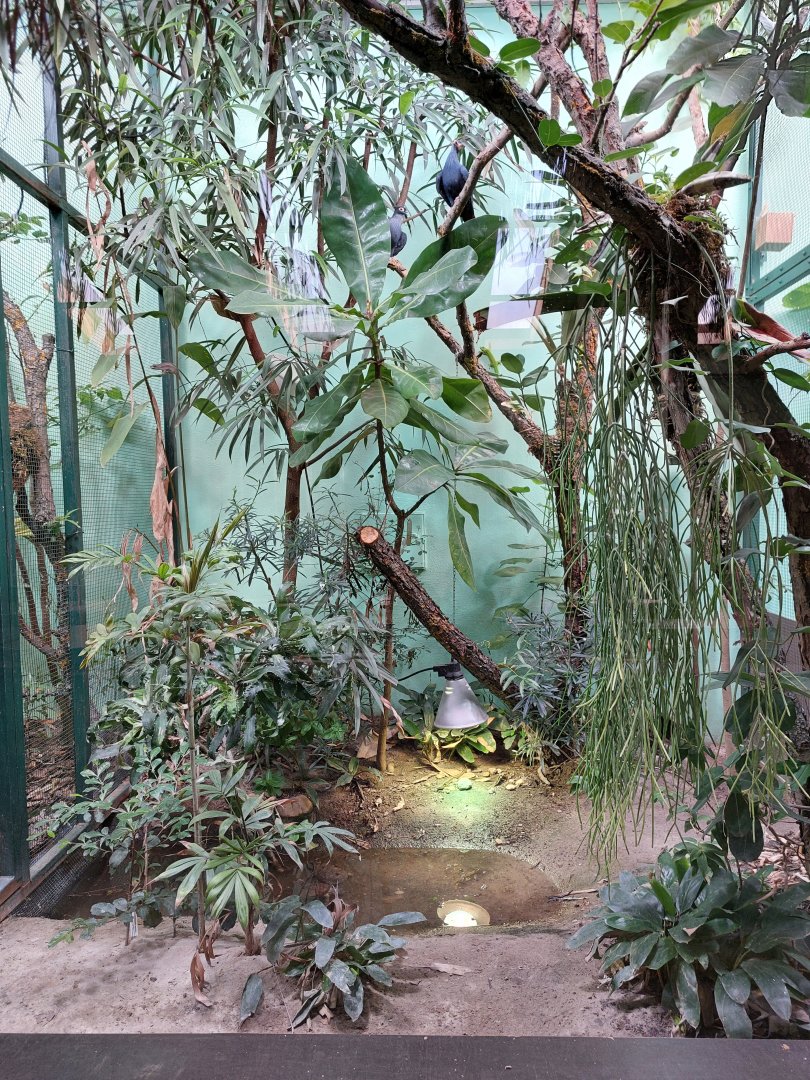 Rhino house - Madagascar aviary