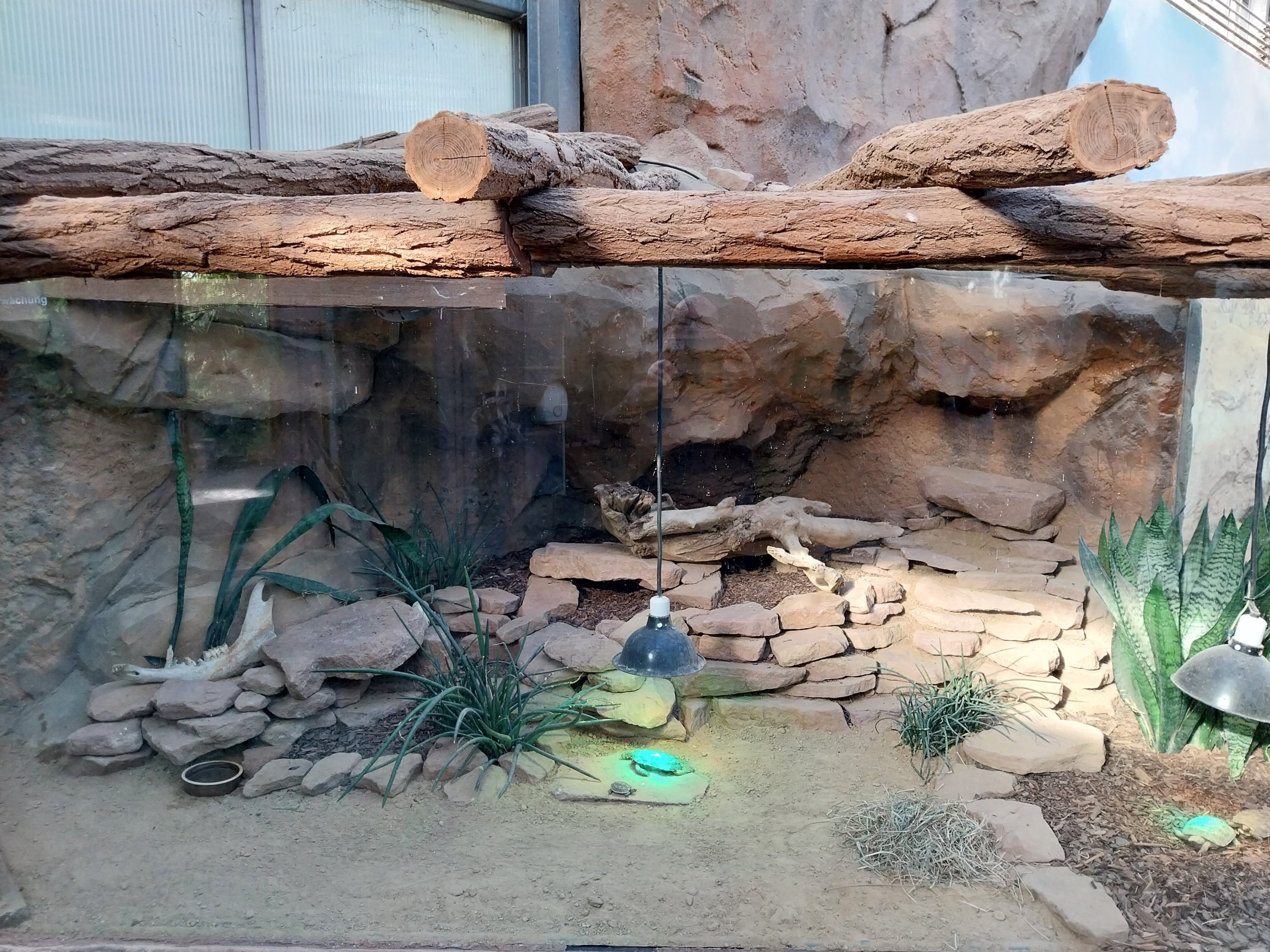 Rhino House - Pancake tortoise (Malacochersus tornieri) and African Five-lined Skink (Trachylepis quiquetaeniata)