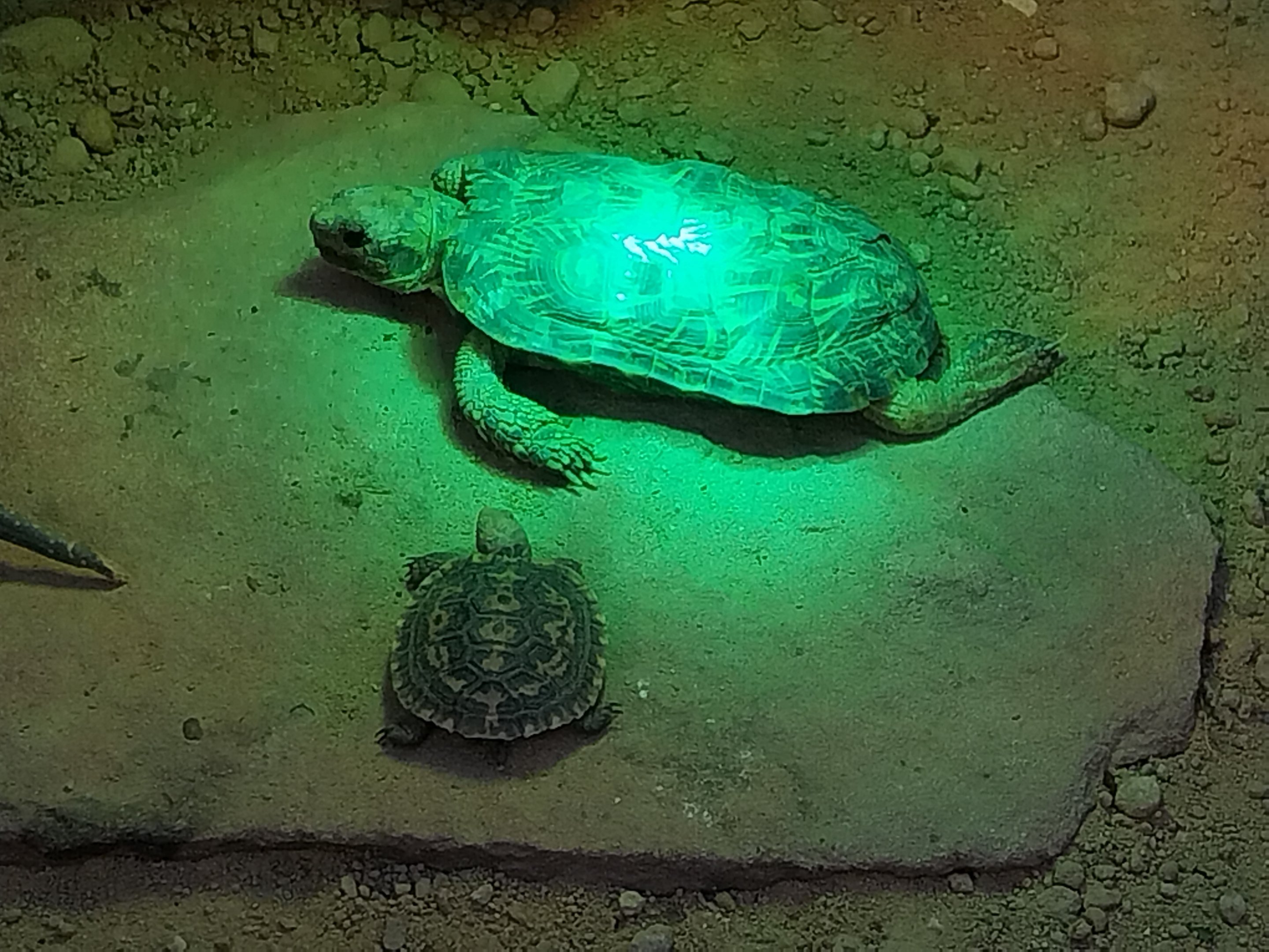 Rhino House - Pancake tortoise (Malacochersus tornieri)