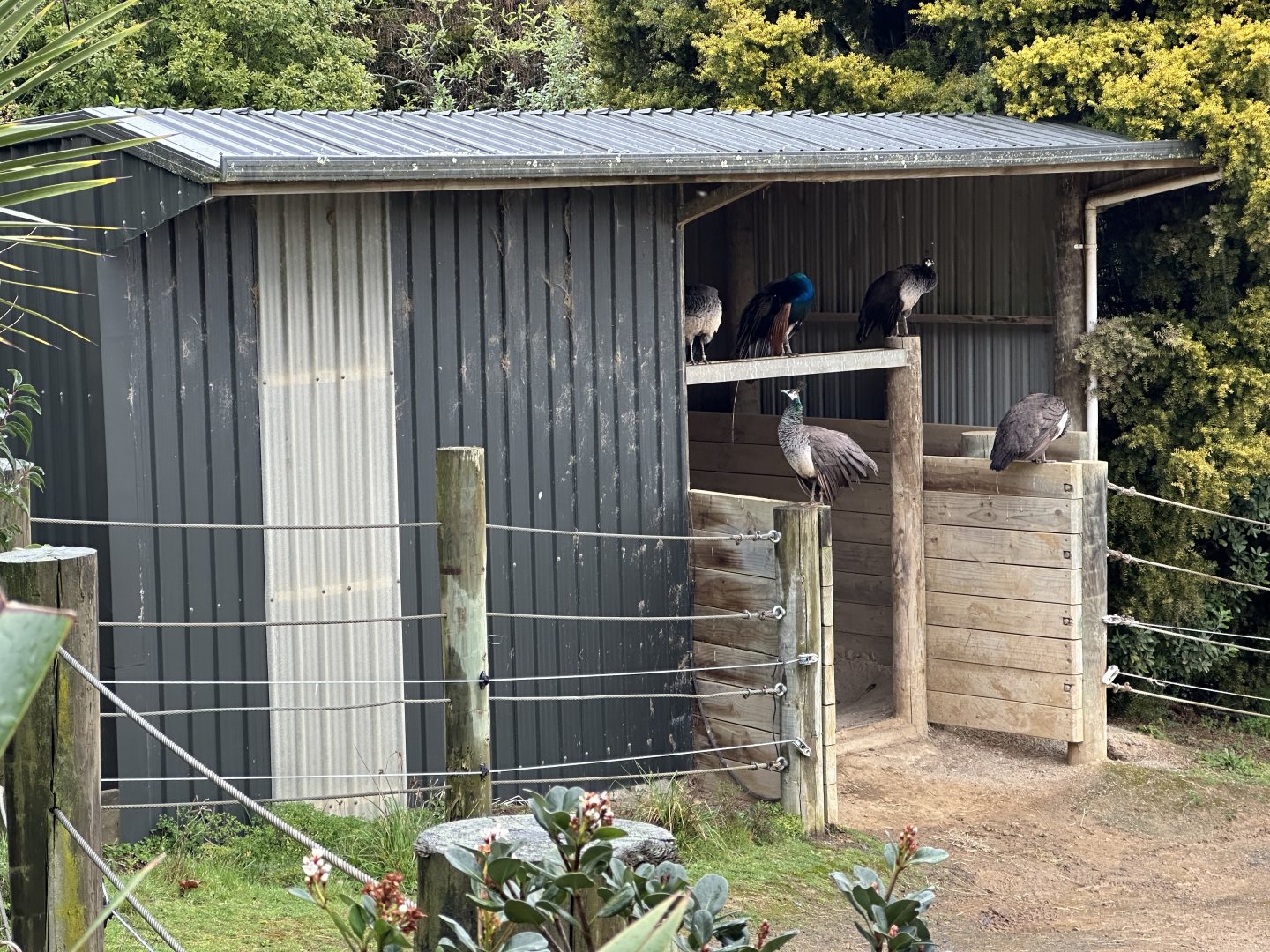 Rhino House (Peacocks Roosting)