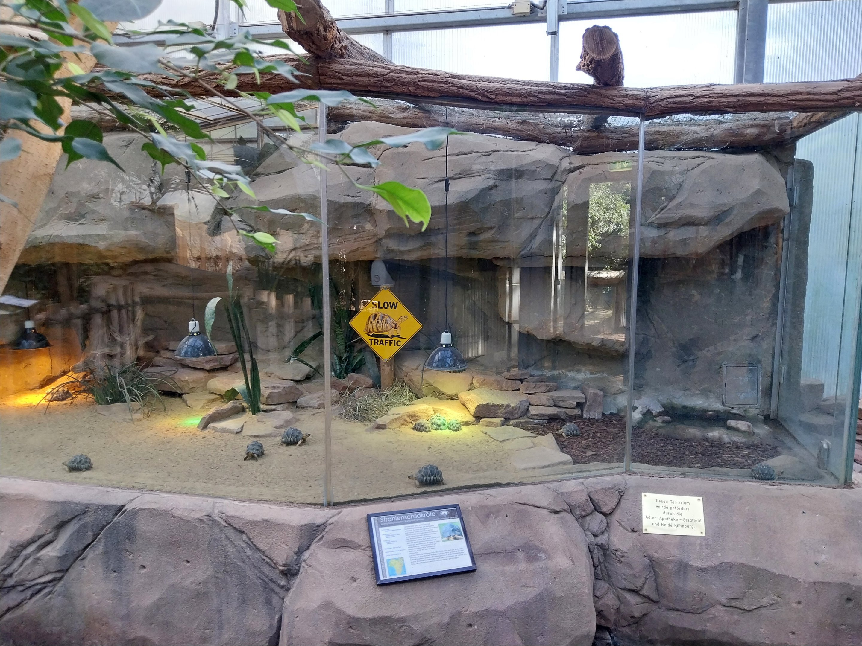 Rhino House - Radiated Tortoise (Astrochelys radiata)