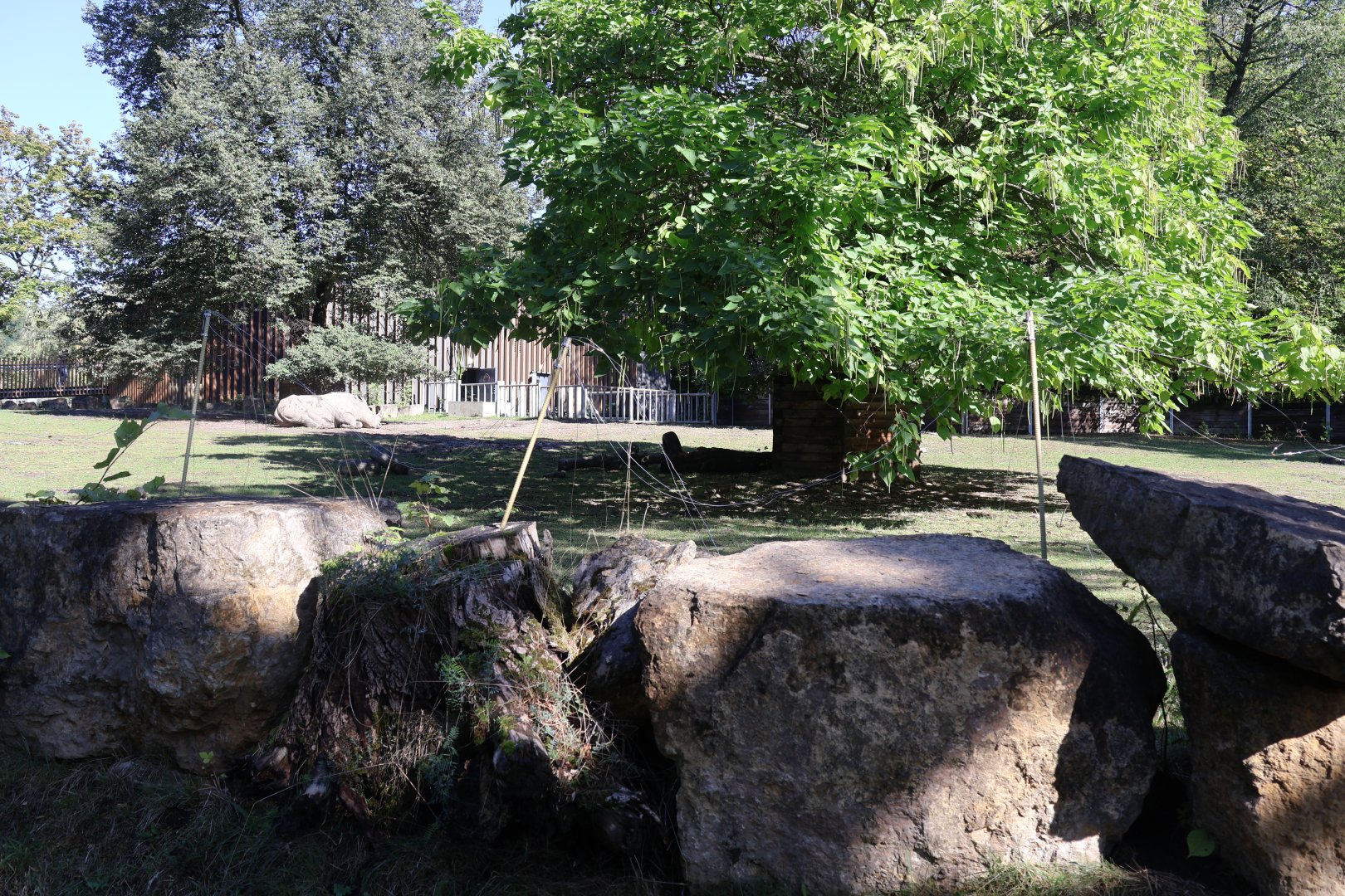 Rhino House - Southern White Rhino (Ceratotherium simum simum)