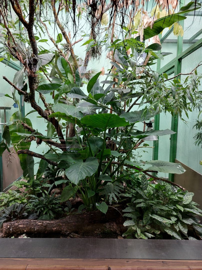 Rhino house - Utila island aviary