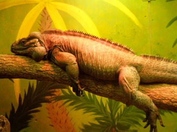 Rhino Iguana- AA JUN08