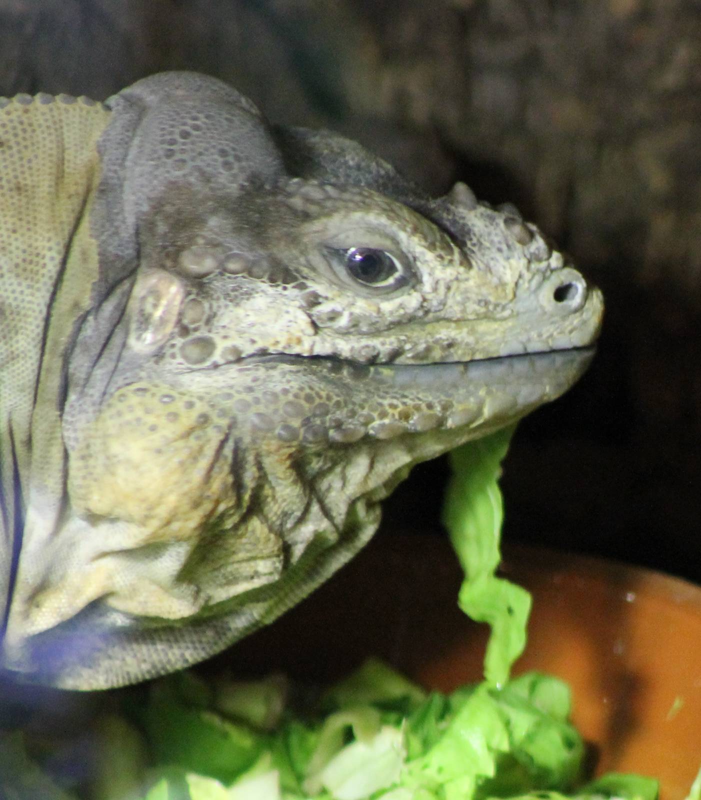 Rhino iguana eating