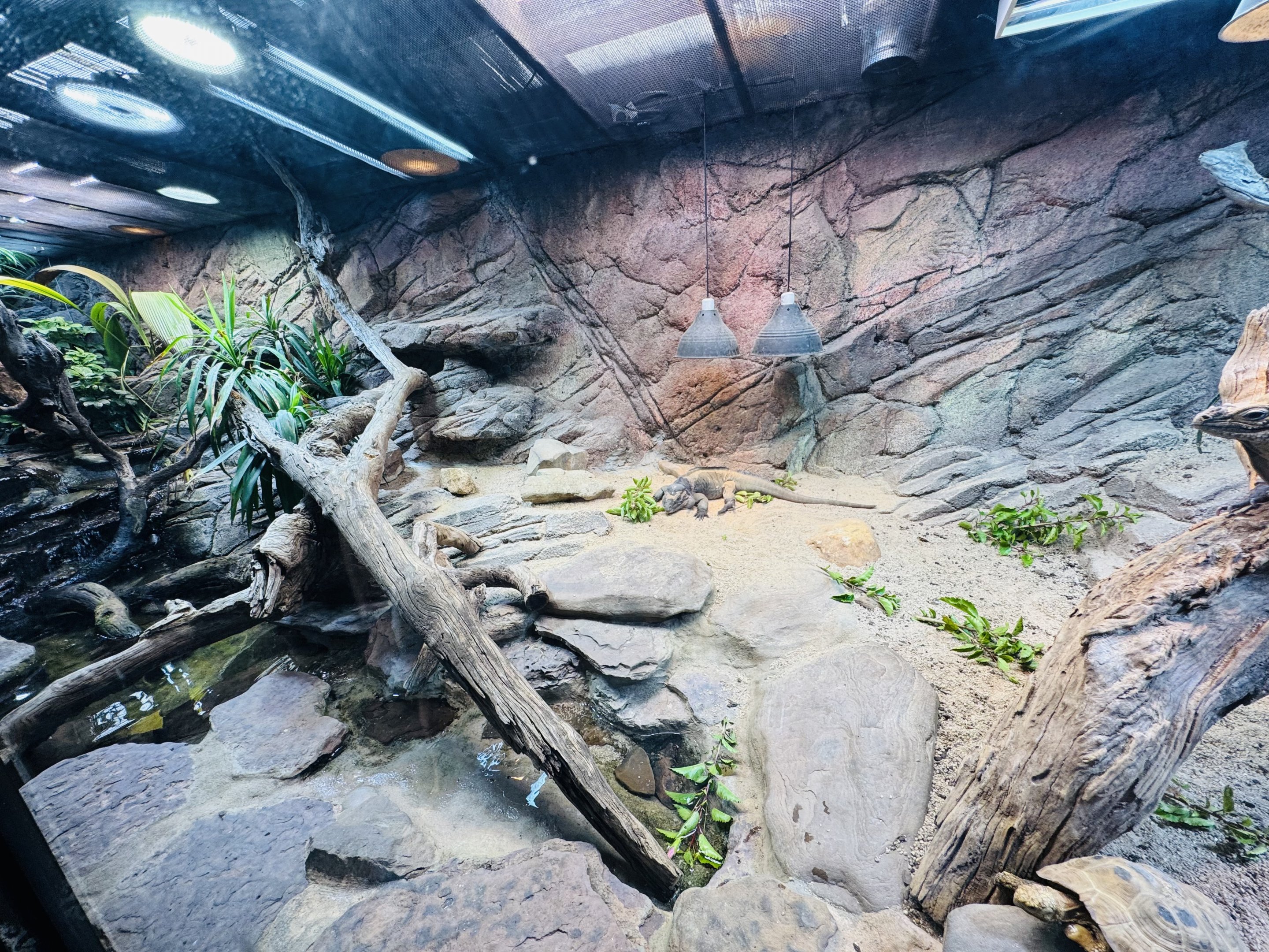 Rhino Iguana/Elongated Tortoise enclosure