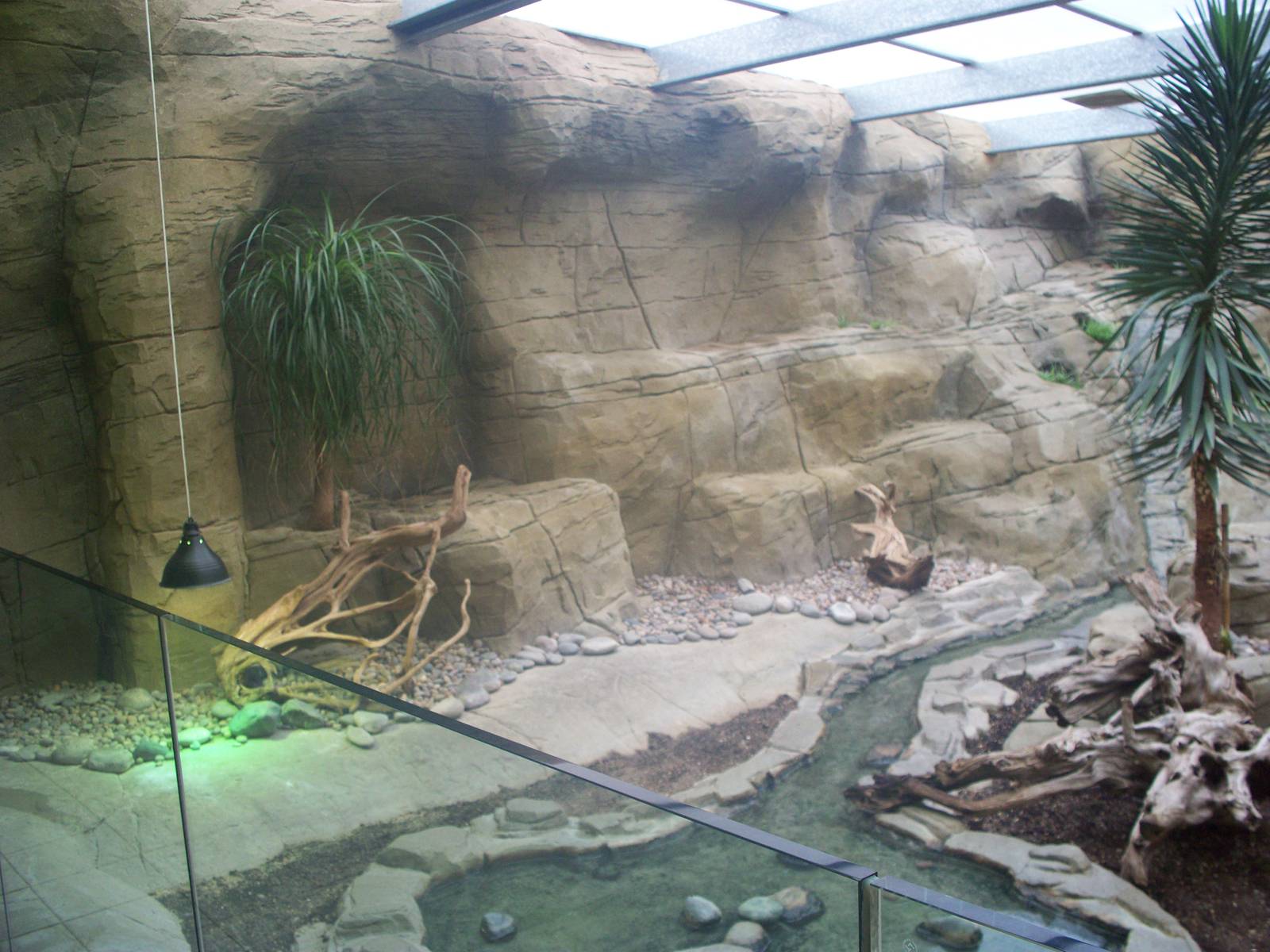 Rhino Iguana enclosure looking left 29th Nov 13