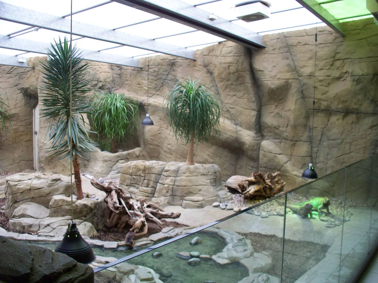 Rhino Iguana enclosure looking right29th Nov13