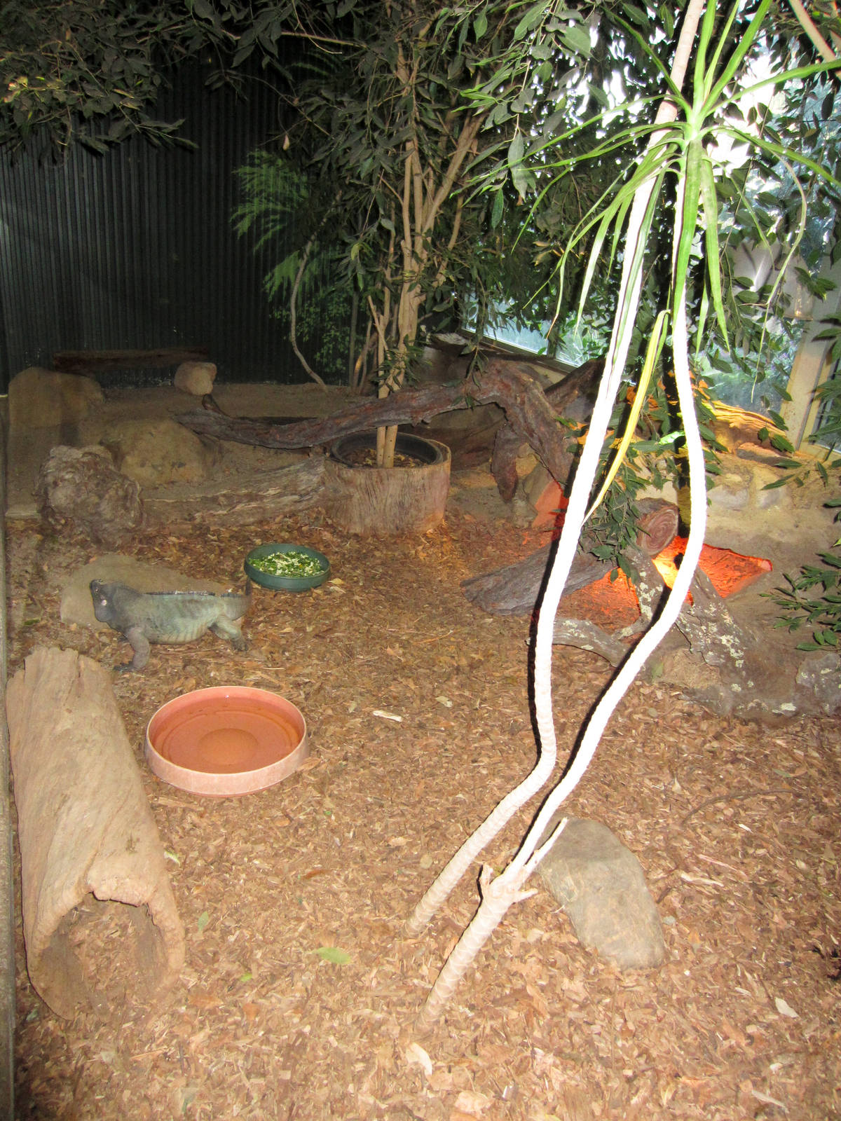 Rhino Iguana enclosure
