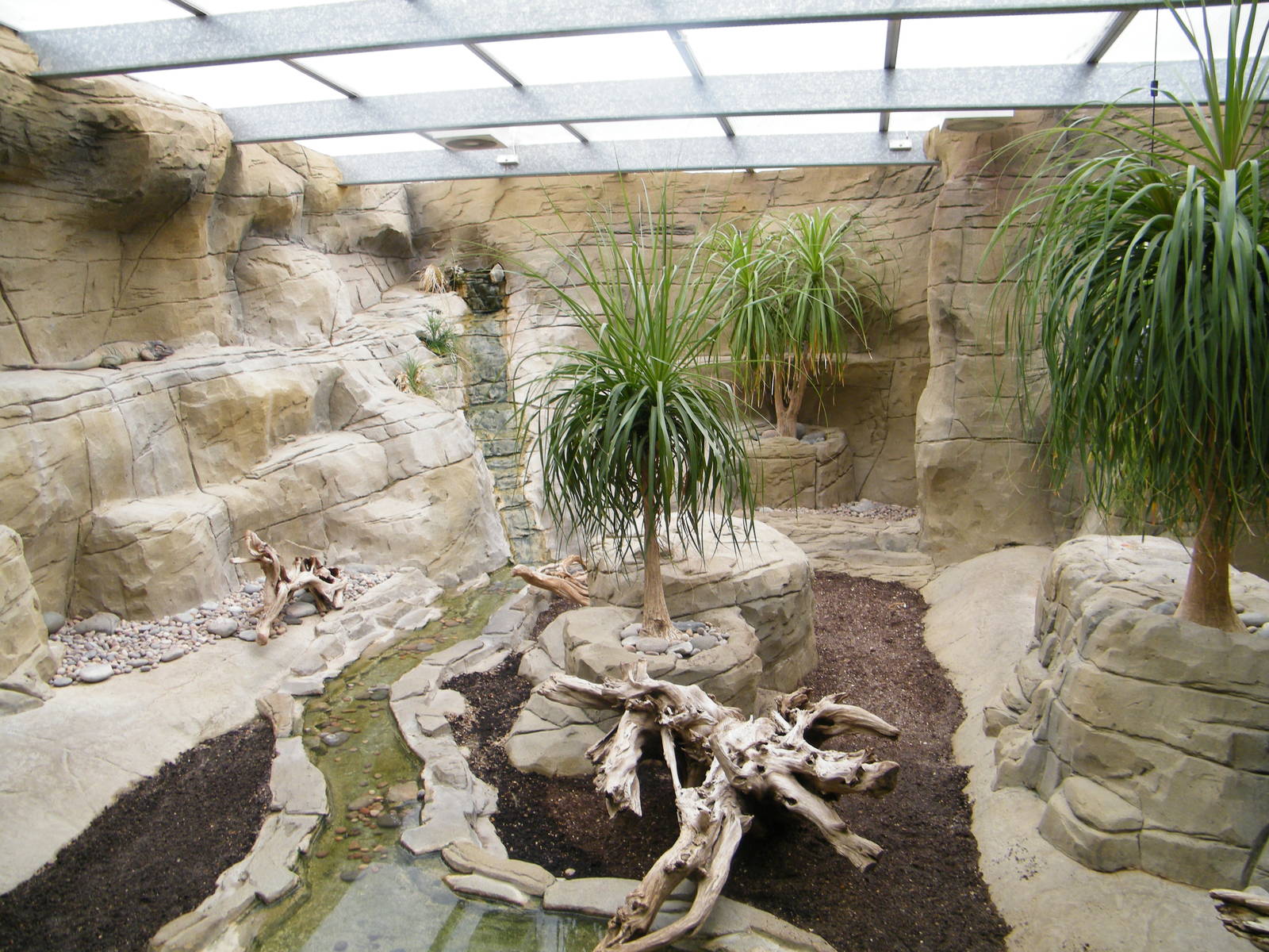 Rhino iguana enclosure