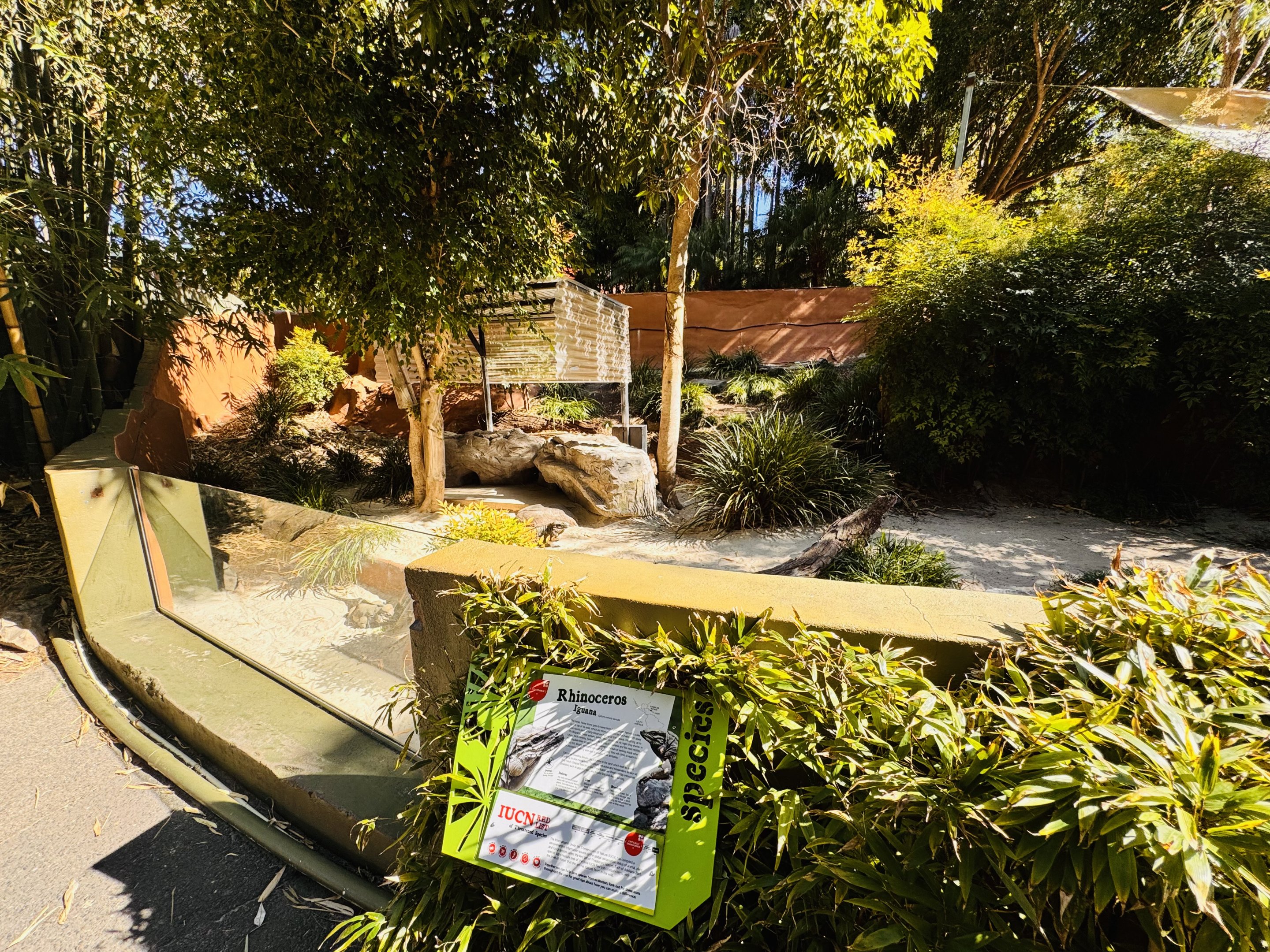 Rhino iguana enclosure