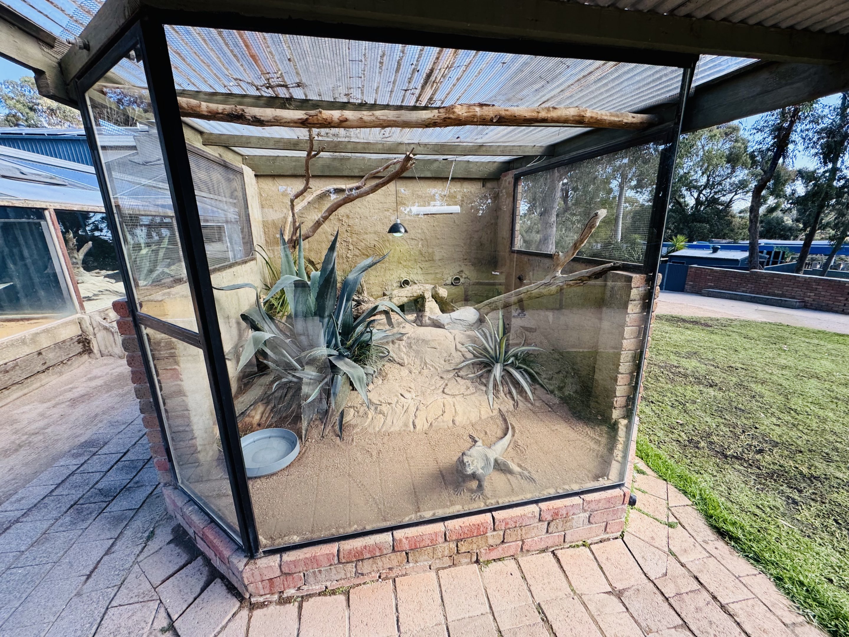 Rhino iguana enclosure