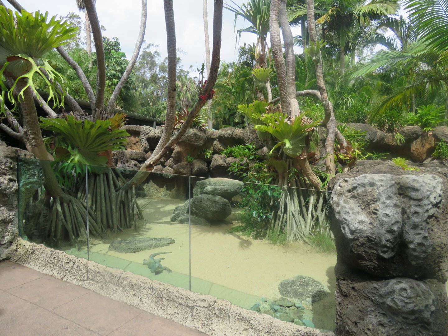 Rhino Iguana Exhibit