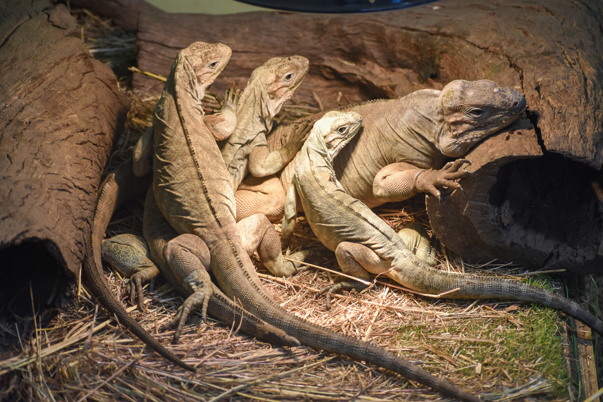 Rhino Iguana hatchlings