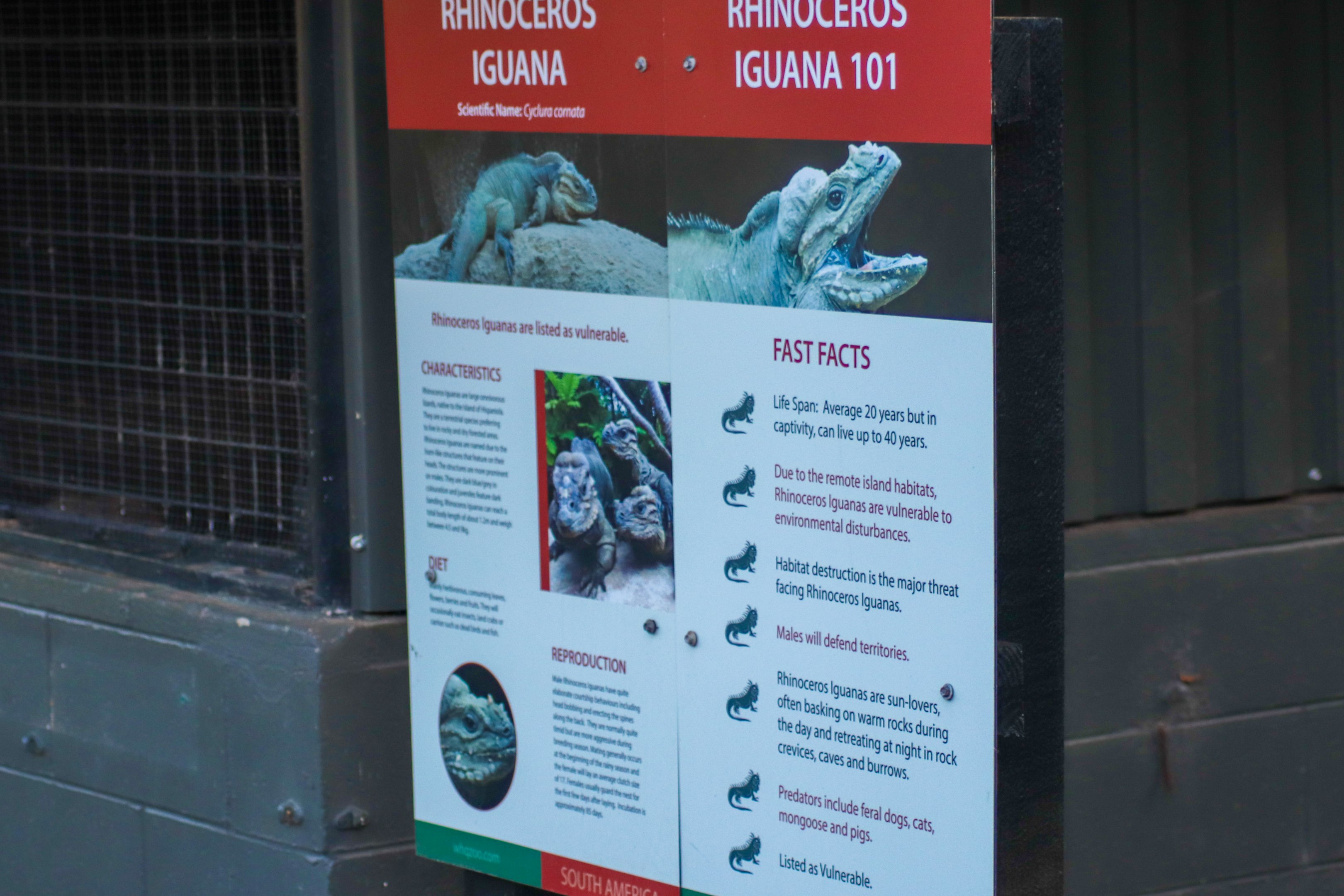 Rhino Iguana Signage