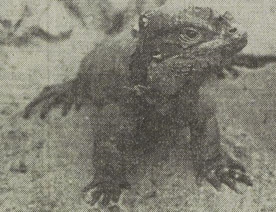 Rhino iguana
