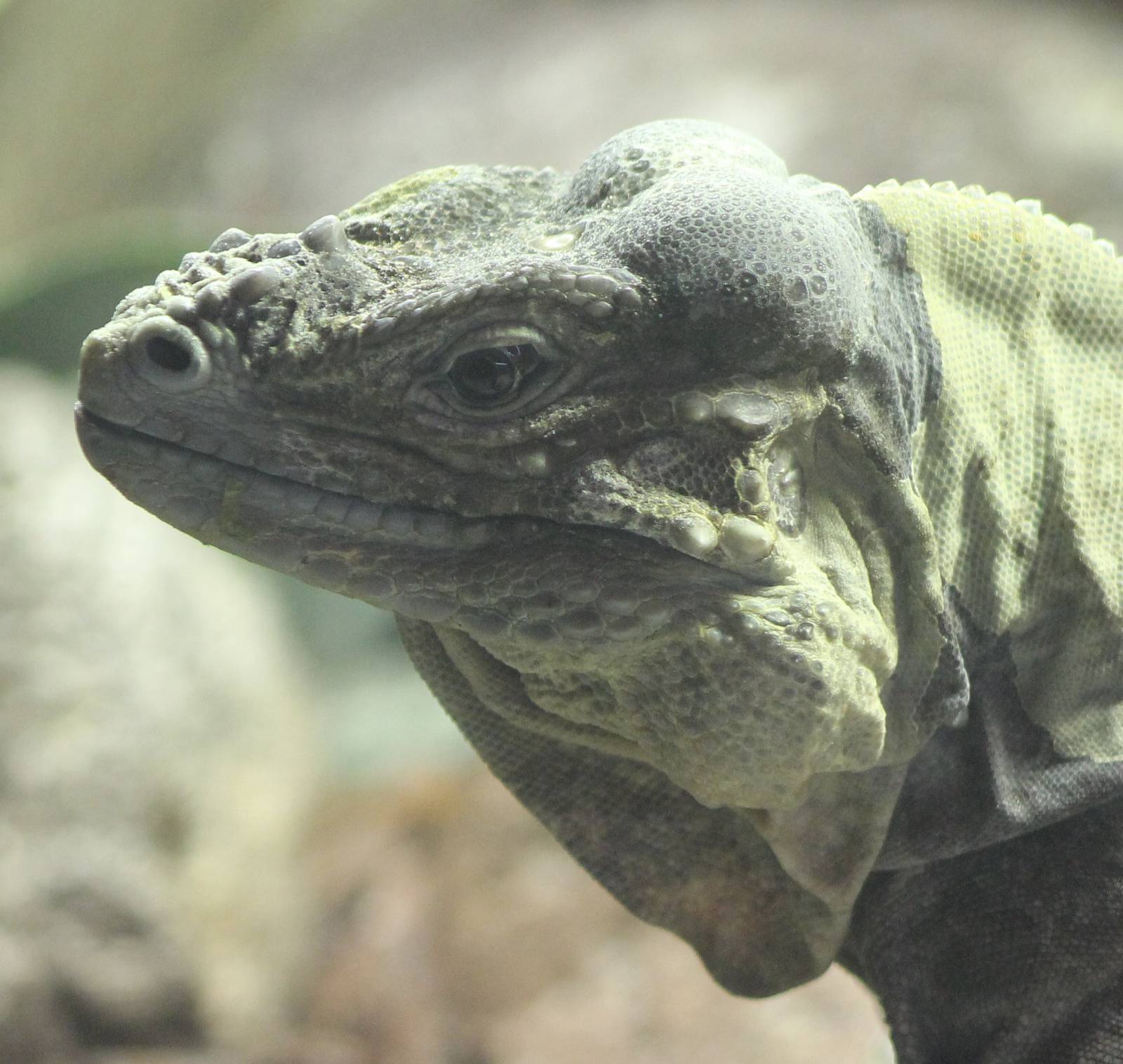 Rhino iguana