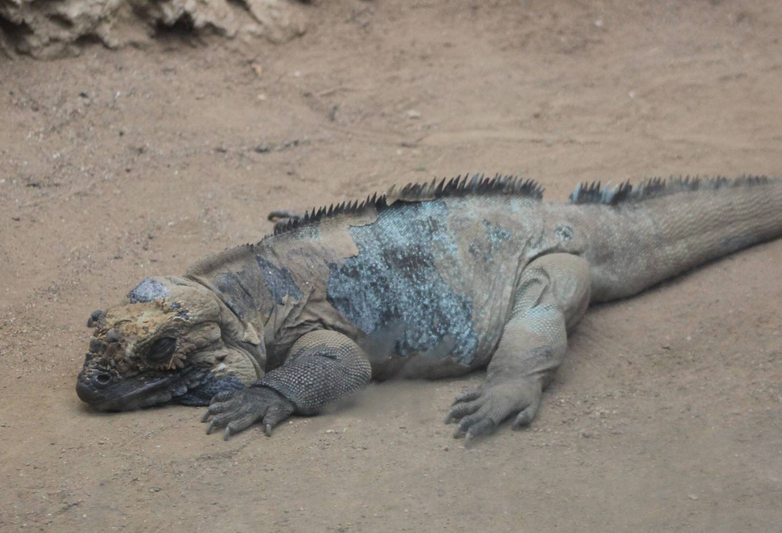 Rhino iguana