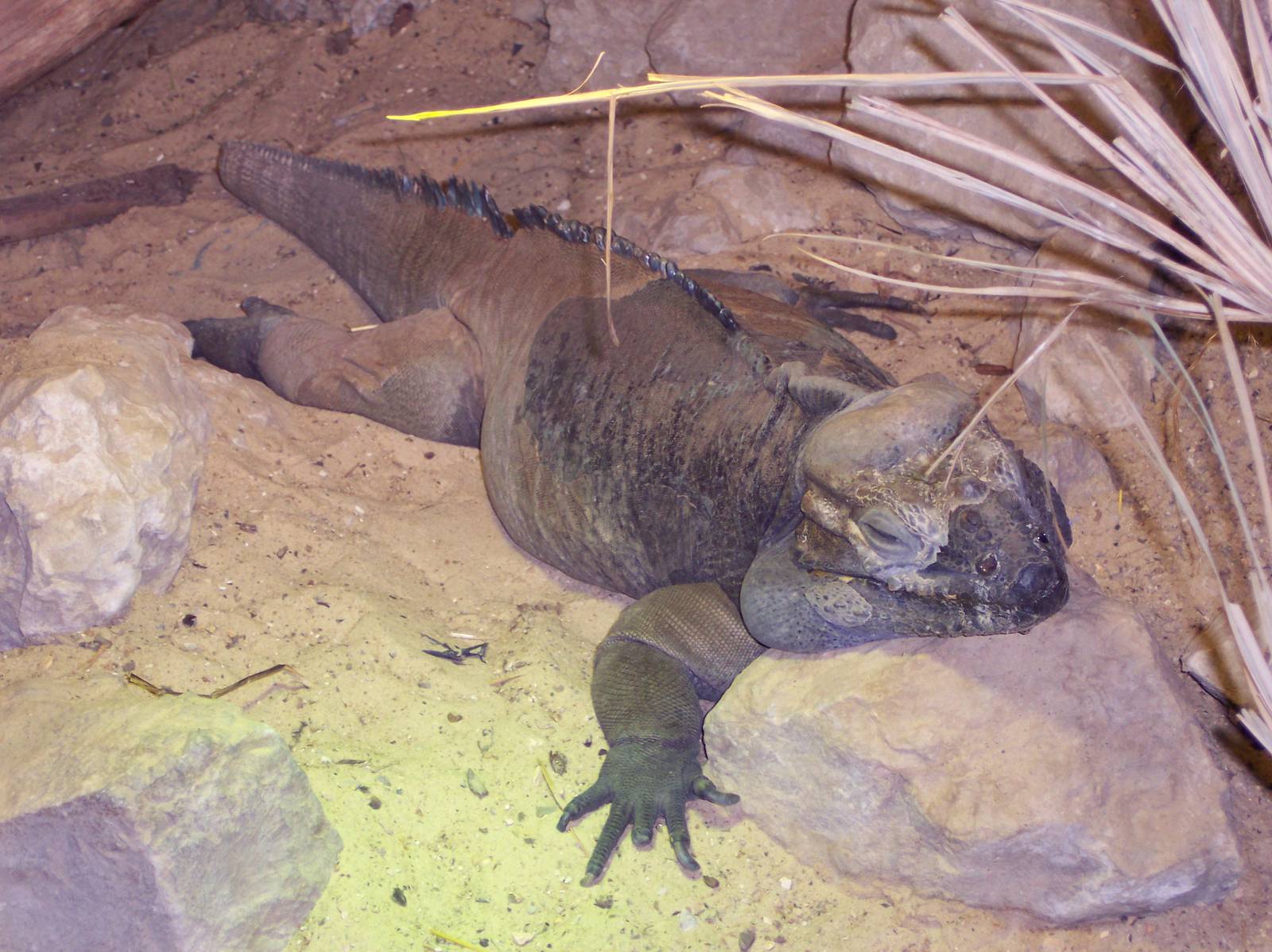 Rhino Iguana