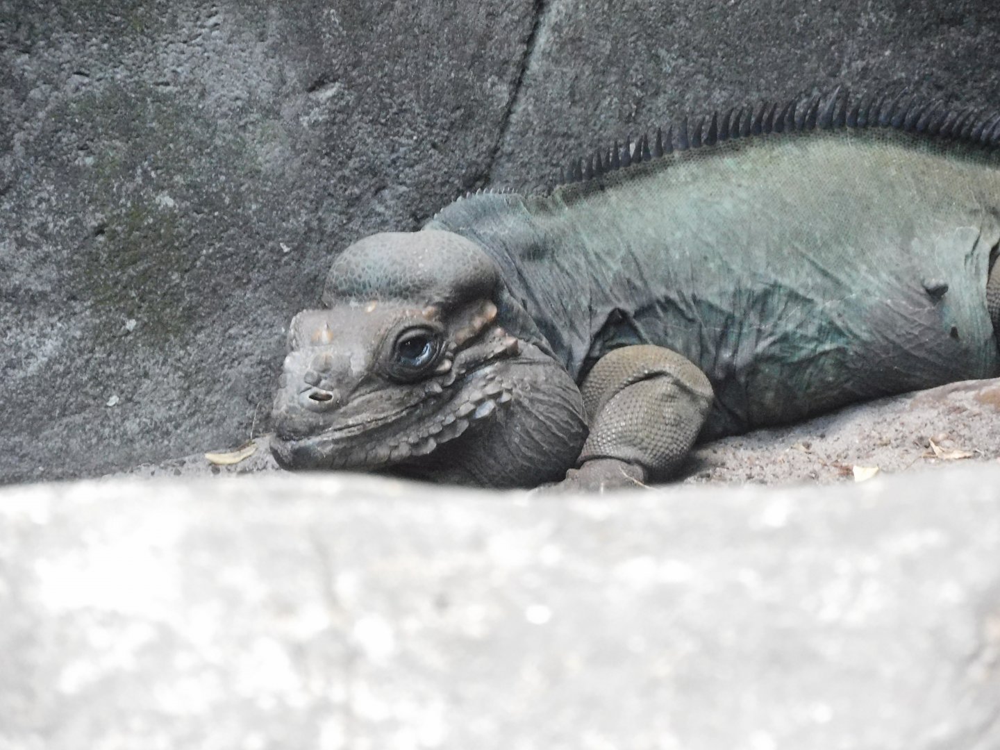 Rhino iguana