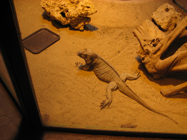 Rhino iguana