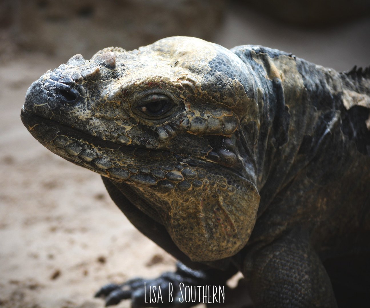 rhino iguana