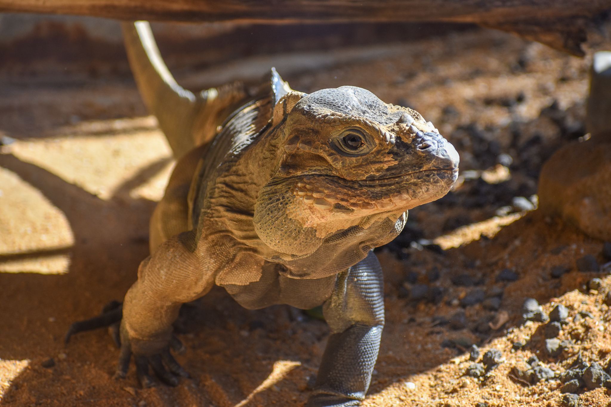 Rhino Iguana
