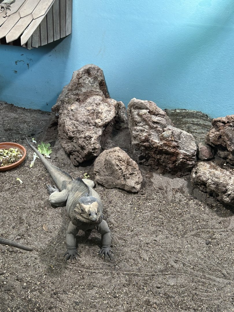 Rhino iguana