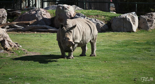 rhino in grass (in winter)