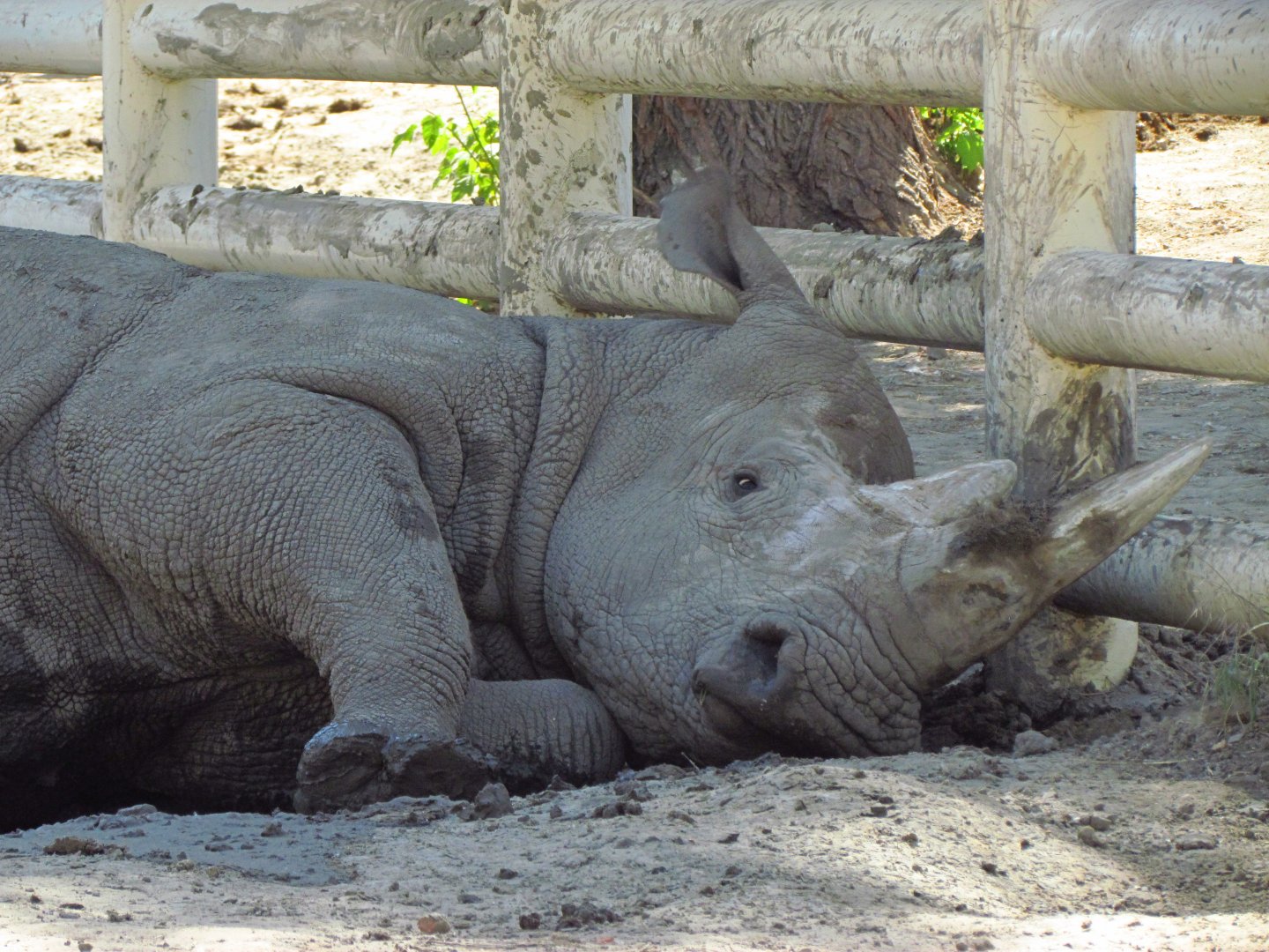 Rhino in mud bath