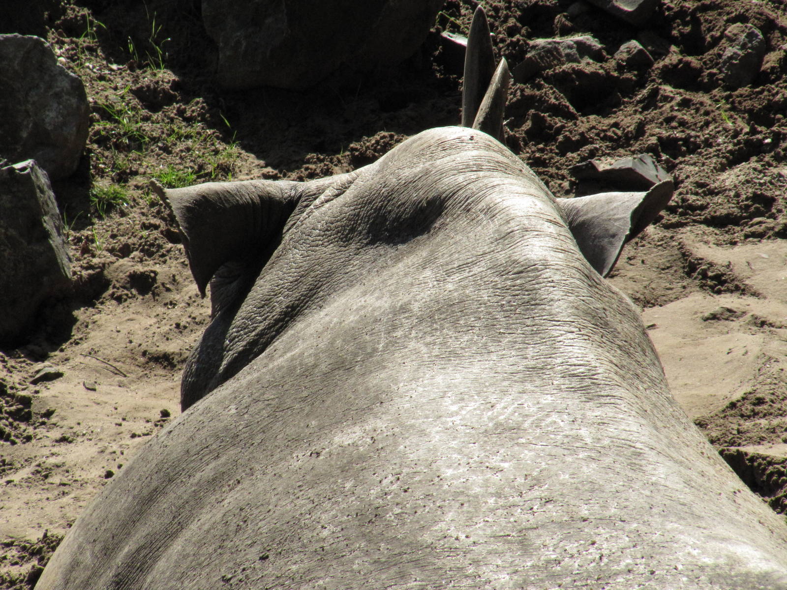 rhino in savannah enclosure