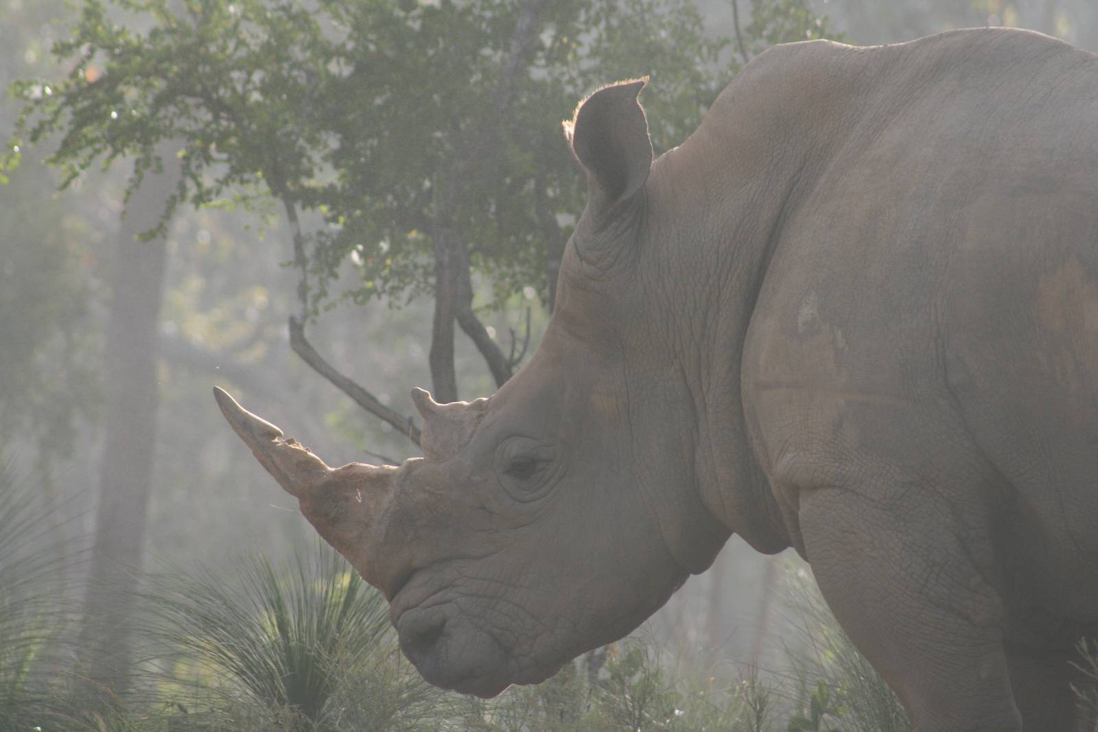 Rhino in the mist Cairns Wildlife Safari Reserve