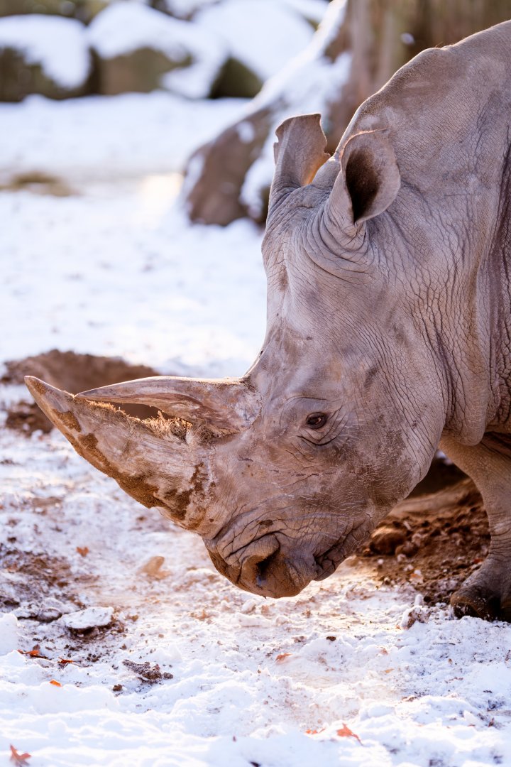 Rhino in the snow at Schwerin